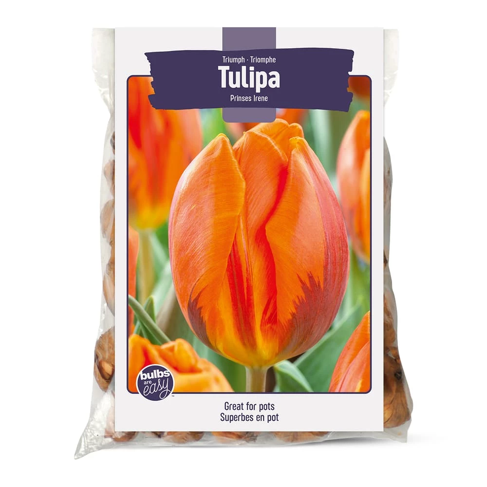 Bulbs Are Easy, Prinses Irene Tulip Bulbs, Assorted Varieties, Home Garden