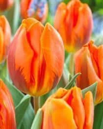 Bulbs Are Easy, Prinses Irene Tulip Bulbs, Assorted Varieties, Home Garden - Image 2