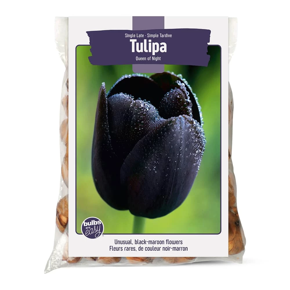 Bulbs Are Easy, Queen Of Night Tulip Bulbs, Ready To Plant For Your Home Garden