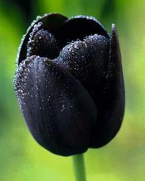Bulbs Are Easy, Queen Of Night Tulip Bulbs, Ready To Plant For Your Home Garden - Image 2