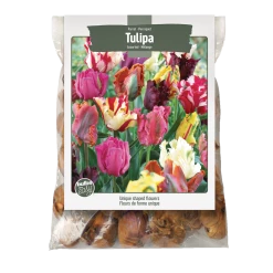 Bulbs Are Easy, Tulip Bulbs, Parrot, Assorted Varieties, For Your Home Garden