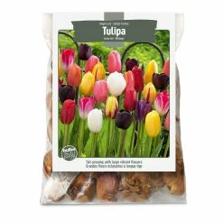 Bulbs Are Easy, Single Late Tulip Bulbs, Assorted Varieties, Home Garden
