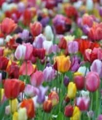 Bulbs Are Easy, Triumph Tulip Bulbs, Assorted Varities, Home Garden