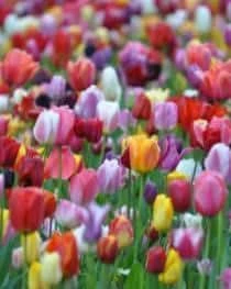 Bulbs Are Easy, Triumph Tulip Bulbs, Assorted Varities, Home Garden