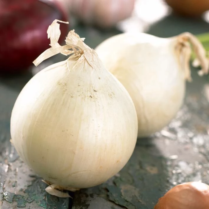 Bulbs Are Easy, White Snowball Onion Bulbs, Ready To Plant For Your Home Garden - Image 2